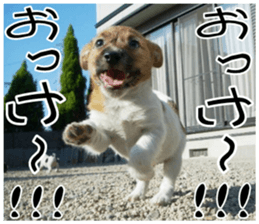 MIEDOG Jack Russell terrier sticker 8 sticker #14743518