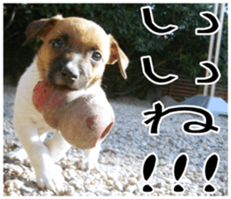 MIEDOG Jack Russell terrier sticker 8 sticker #14743519