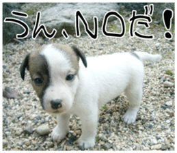 MIEDOG Jack Russell terrier sticker 8 sticker #14743520
