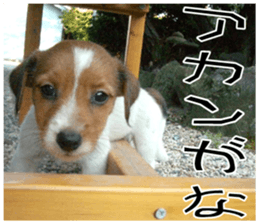 MIEDOG Jack Russell terrier sticker 8 sticker #14743521