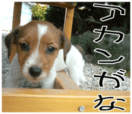MIEDOG Jack Russell terrier sticker 8 sticker #14743521