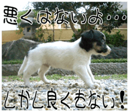 MIEDOG Jack Russell terrier sticker 8 sticker #14743522