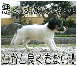 MIEDOG Jack Russell terrier sticker 8 sticker #14743522