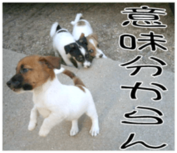 MIEDOG Jack Russell terrier sticker 8 sticker #14743523