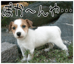 MIEDOG Jack Russell terrier sticker 8 sticker #14743524