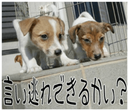 MIEDOG Jack Russell terrier sticker 8 sticker #14743525