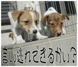 MIEDOG Jack Russell terrier sticker 8 sticker #14743525