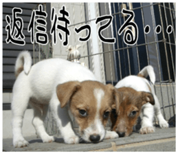 MIEDOG Jack Russell terrier sticker 8 sticker #14743526