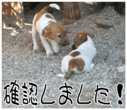 MIEDOG Jack Russell terrier sticker 8 sticker #14743527