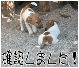 MIEDOG Jack Russell terrier sticker 8 sticker #14743527
