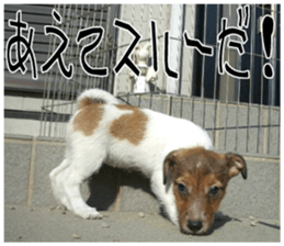 MIEDOG Jack Russell terrier sticker 8 sticker #14743528