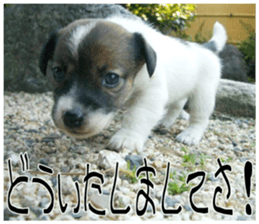 MIEDOG Jack Russell terrier sticker 8 sticker #14743529