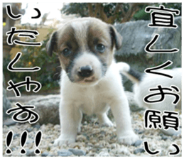 MIEDOG Jack Russell terrier sticker 8 sticker #14743530