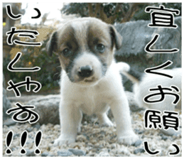 MIEDOG Jack Russell terrier sticker 8 sticker #14743530