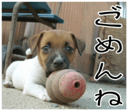 MIEDOG Jack Russell terrier sticker 8 sticker #14743531