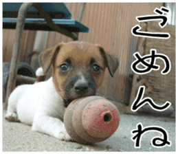 MIEDOG Jack Russell terrier sticker 8 sticker #14743531