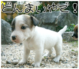 MIEDOG Jack Russell terrier sticker 8 sticker #14743532