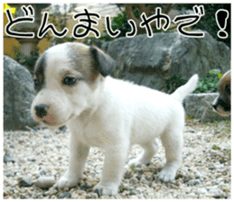 MIEDOG Jack Russell terrier sticker 8 sticker #14743532