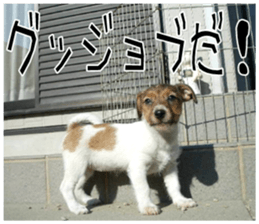 MIEDOG Jack Russell terrier sticker 8 sticker #14743533