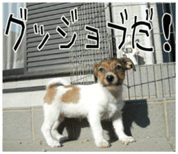 MIEDOG Jack Russell terrier sticker 8 sticker #14743533