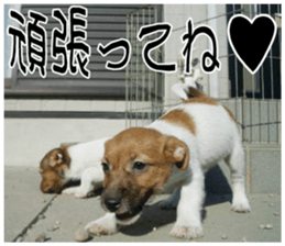 MIEDOG Jack Russell terrier sticker 8 sticker #14743534