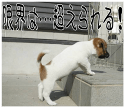 MIEDOG Jack Russell terrier sticker 8 sticker #14743535