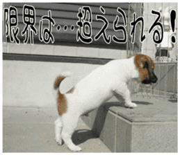 MIEDOG Jack Russell terrier sticker 8 sticker #14743535