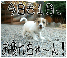 MIEDOG Jack Russell terrier sticker 8 sticker #14743536