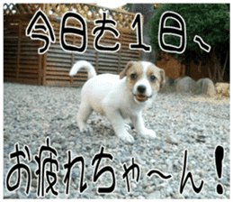 MIEDOG Jack Russell terrier sticker 8 sticker #14743536