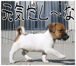 MIEDOG Jack Russell terrier sticker 8 sticker #14743537