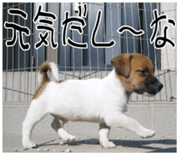 MIEDOG Jack Russell terrier sticker 8 sticker #14743537