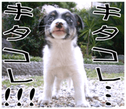 MIEDOG Jack Russell terrier sticker 8 sticker #14743538