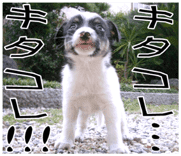 MIEDOG Jack Russell terrier sticker 8 sticker #14743538
