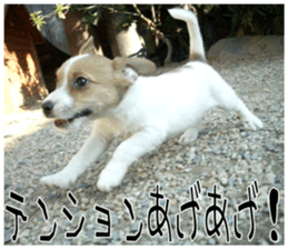 MIEDOG Jack Russell terrier sticker 8 sticker #14743539