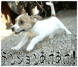 MIEDOG Jack Russell terrier sticker 8 sticker #14743539