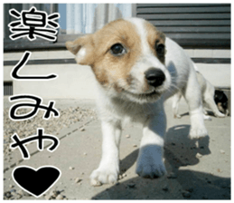 MIEDOG Jack Russell terrier sticker 8 sticker #14743540