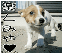MIEDOG Jack Russell terrier sticker 8 sticker #14743540