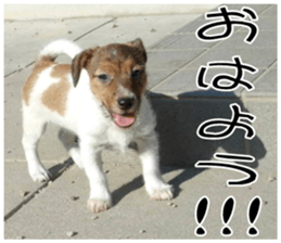 MIEDOG Jack Russell terrier sticker 8 sticker #14743541