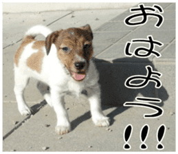 MIEDOG Jack Russell terrier sticker 8 sticker #14743541