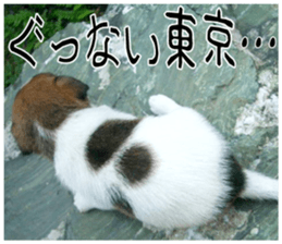 MIEDOG Jack Russell terrier sticker 8 sticker #14743542
