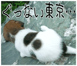 MIEDOG Jack Russell terrier sticker 8 sticker #14743542