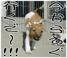 MIEDOG Jack Russell terrier sticker 8 sticker #14743543