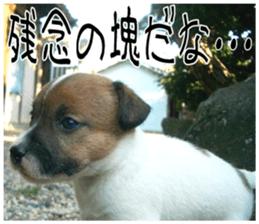 MIEDOG Jack Russell terrier sticker 8 sticker #14743544