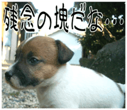MIEDOG Jack Russell terrier sticker 8 sticker #14743544
