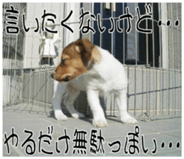 MIEDOG Jack Russell terrier sticker 8 sticker #14743545