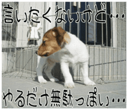 MIEDOG Jack Russell terrier sticker 8 sticker #14743545