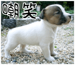 MIEDOG Jack Russell terrier sticker 8 sticker #14743546