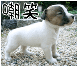 MIEDOG Jack Russell terrier sticker 8 sticker #14743546