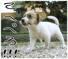 MIEDOG Jack Russell terrier sticker 8 sticker #14743547