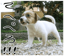 MIEDOG Jack Russell terrier sticker 8 sticker #14743547